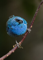 golden naped tanager a curious blue bird on a branch