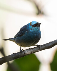 Golden naped tanager hidden on the shadow