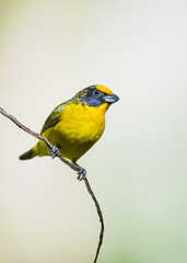 immature orange breasted euphonia, perched on a thin branch