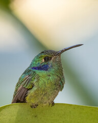 lesser violetear hummingbird on a leave
