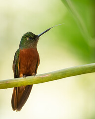 chestnut breasted coronet a dominant hummingbird, perched on a branch