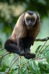 Tufted capuchin staring back at you