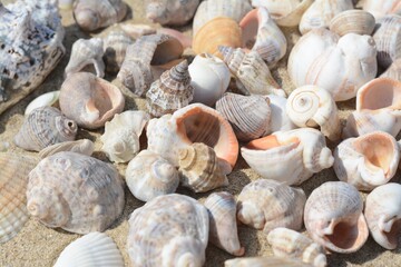 Many beautiful sea shells on sand, closeup