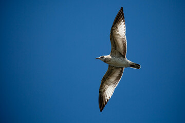 ring-billed gull (Larus delawarensis) immature flying in a blue sky with copy space