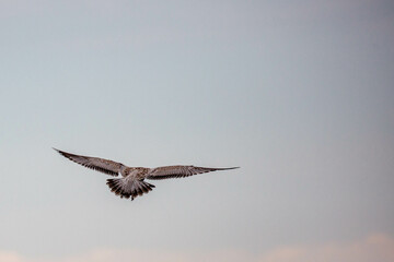ring-billed gull (Larus delawarensis) immature flying in a light colored sky