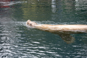 Obraz premium オットセイ アシカ 泳ぐ