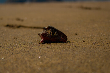 shell on the beach