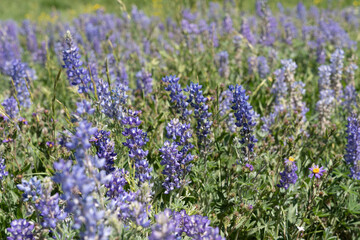 Purple lupine wildflowers in a field, in extreme intentional selective focus