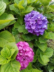 Flower Plant Blue Leaf Petal Purple