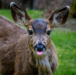 Closeup of a deer fawn with tongue sticking out