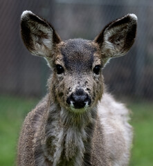 Naklejka na ściany i meble Closeup of a young deer fawn with shaggy coat