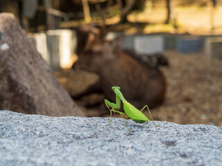 鹿を眺めるカマキリ
