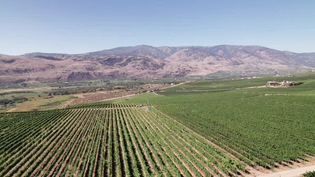 Vineyard with rows of wine grapes growing, Okanagan Valley, aerial drone footage, fields, lush valley, mountains, desert, British Columbia, Canada. 4K 4096x2304 PRORES 422 24FPS.