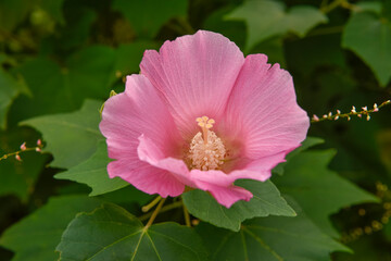 Fototapeta premium ピンク色の花のクローズアップ