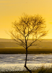 lone leafless tree with yellow light