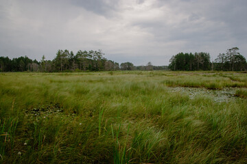 Northern Michigan marsh