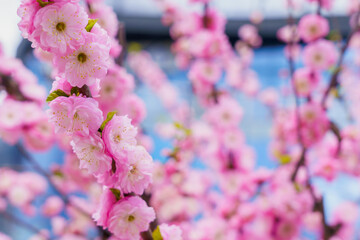Flowers on a branch of sakura tree with selective focus on a blurred background. Defocused backdrop copy space