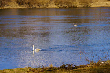 Swans on the river. Background with selective focus and copy space