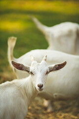 Saanan goats on a small farm in Ontario, Canada.