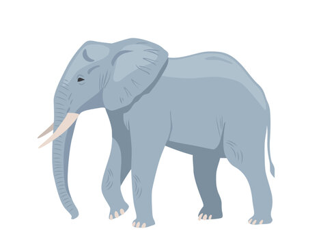 Gray african elephant. Large walking exotic animal with tusks and trunk. Heavy mammal jungle dweller. Design element for sticker or social media. Cartoon flat vector illustration on white background