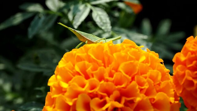 Tokyo,Japan - September 14, 2022: Closeup of a grasshopper on orange marigold flower
