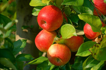 red apples on the tree in harvest season