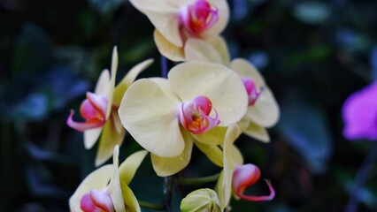 Fototapeta na wymiar Phalaenopsis amabilis, commonly known as the moon orchid or moth orchid in India and as anggrek bulan in Indonesia, and one of Indonesia's national flowers