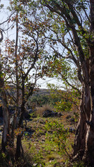 Magic Portal - Trees on a hill