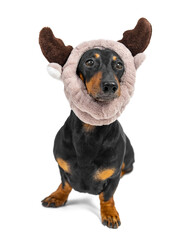 Dog in funny cartoon hat plush bonnet. Dachshund in festive christmas warm santa deer antler headdress. Animal hats for kids. Funny, cool clothes for kids