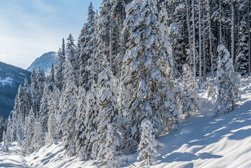 Forest in Banff National Park