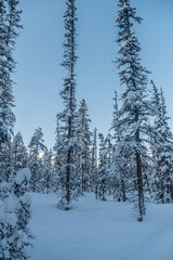 Fototapeta na wymiar Forest in Banff National Park