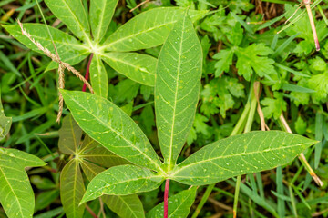 Top view of cassava leaf in the form of a fresh green starfish, purple stalk-shaped leaf stalk