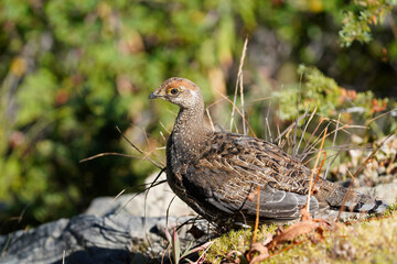 Sooty Grouse posing