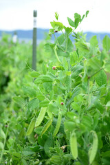 You can eat both the peas and the pod, so there's no need to peel green peas.