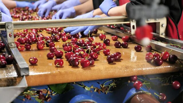 Sorting fresh red cherries after picking at the cherry garden 