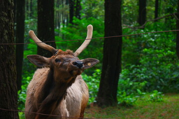 Close up of elk at the zoo