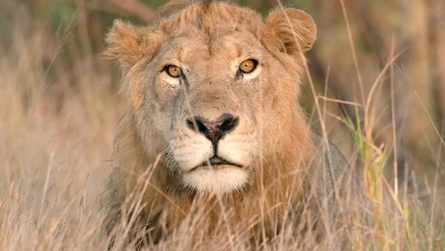Medium closeup of a young male lion's face in the long grass, Kruger national Park. 
