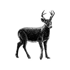 Key Deer hand drawing vector illustration isolated on background