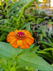 butterfly on flower