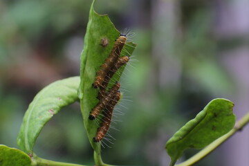 caterpillars on the leaf in the morning. caterpillar on plant.