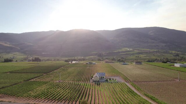 Vineyard with rows of wine grapes growing, Okanagan Valley, aerial drone footage, fields, lush valley, mountains, desert, British Columbia, Canada. 4K 4096x2304 PRORES 422 24FPS.