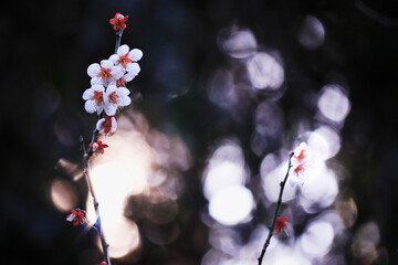 春の美しい梅の花