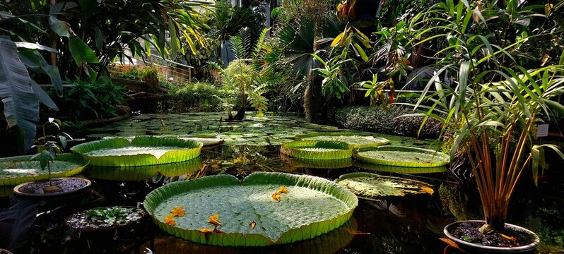 Lilypad Pond in the Greenhouse of Prague
