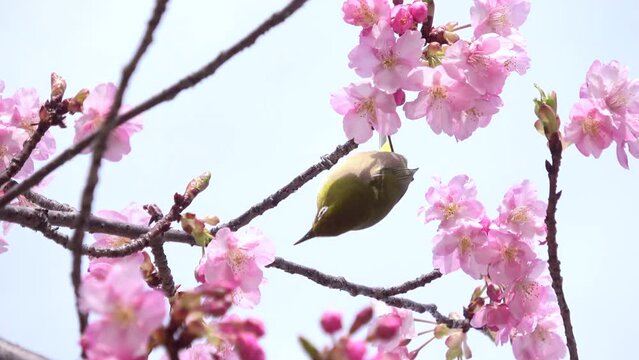 早咲きの桜の花蜜を食べるメジロ クローズアップ 4K