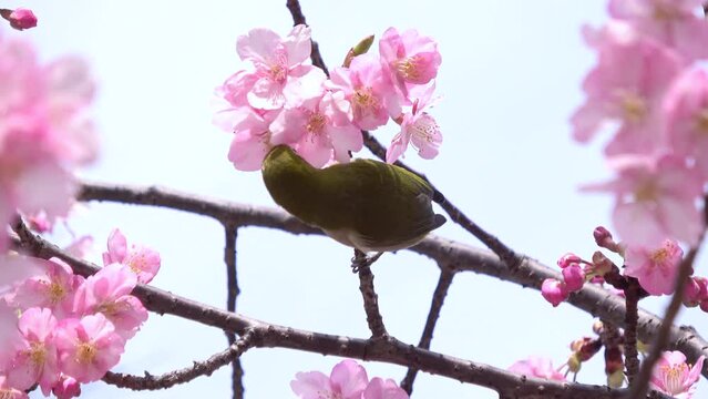 早咲きの桜の花蜜を食べるメジロ クローズアップ 4K