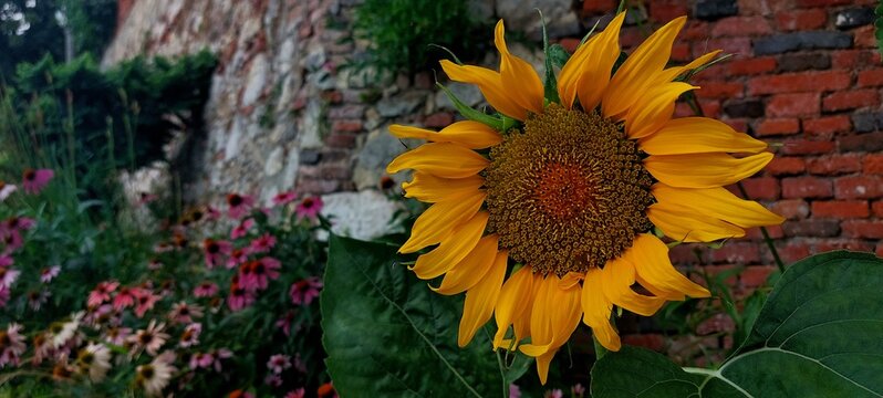 Sunflower Next to Brick Wall