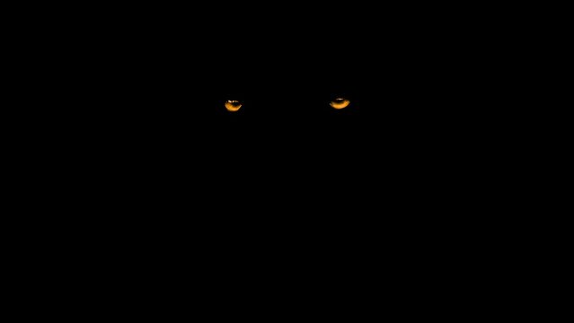 Scary Animal Eyes In The Dark Predator Animal