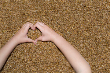 The child holds wheat in the shape of a heart, the concept of love for cereals.