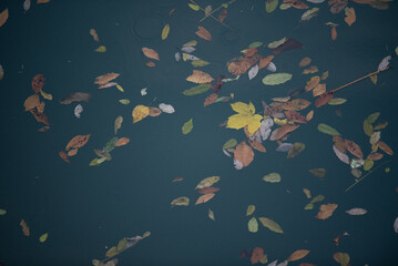 湖面に浮く落ち葉