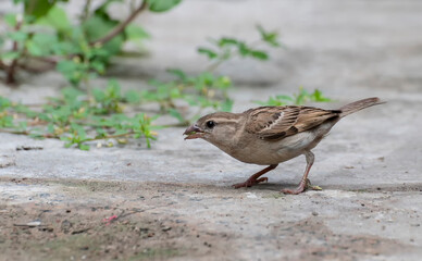 Female house sparrow bird earing, Passer domesticus, a bird of the sparrow family Passeridae , often found in Indian homes.